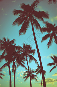 在夏威夷过滤复古风格的棕榈树图片