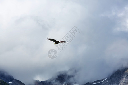 美国白头鹰在阿拉斯加多云蓝天下飞行图片