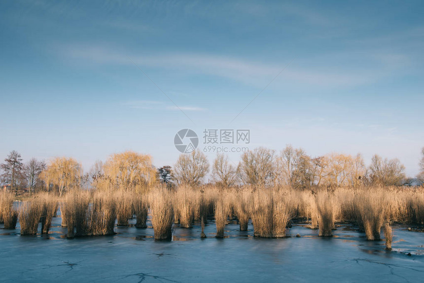 蓝天下的芦苇和湖泊图片