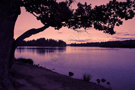 与湖和森林的晚上风景图片