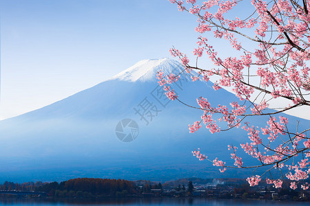 河口湖的富士山和樱花图片