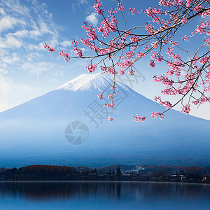 河口湖的富士山和樱花图片