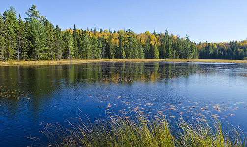 加拿大BeaverPondTrailAlgon图片