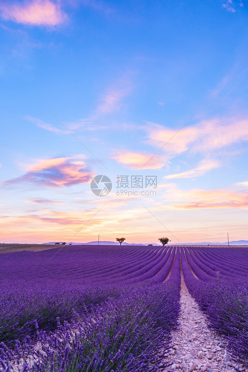 法兰西普罗旺斯Valensole附近的拉凡德图片