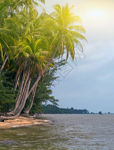 沙滩岛湾的椰子棕榈树图片