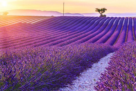 法国普罗旺斯州Valensole附近美丽的日落紫色花图片