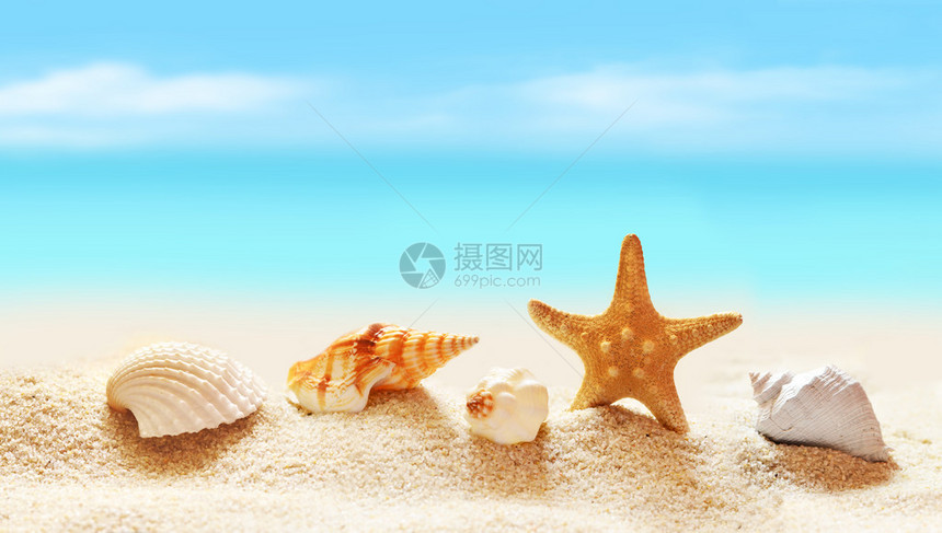 热带海滩贝壳图片