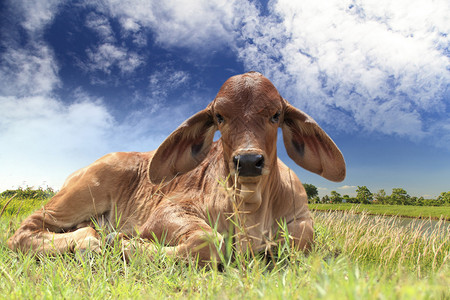 蓝天草地上的小牛图片