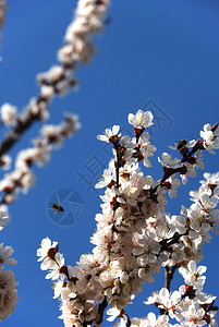 盛开的樱花树枝与蜜蜂在蓝天上图片