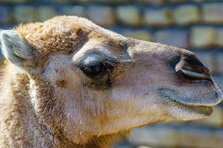 伊朗骆驼脸和眼睛的特写图片