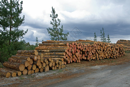 松林中新鲜砍伐的原木堆图片