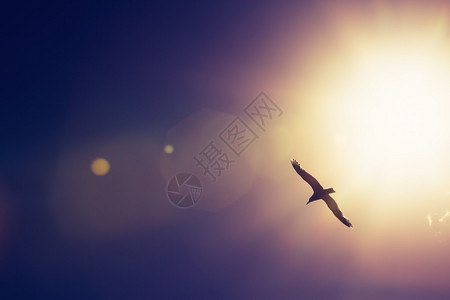 海鸥在神秘的天空中高飞图片