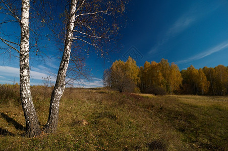 秋天的风景桦木树木和蓝天图片