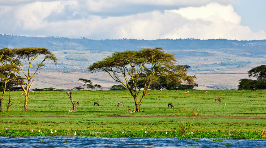 美丽的非洲景观肯图片