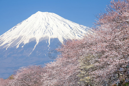 美丽的藤山和日本春水的樱桃图片
