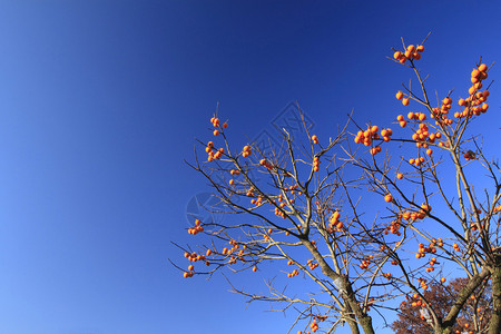 秋天的柿子和蓝天图片