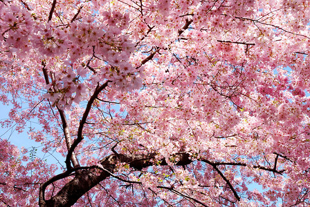 樱花与可爱的粉红色高清图片