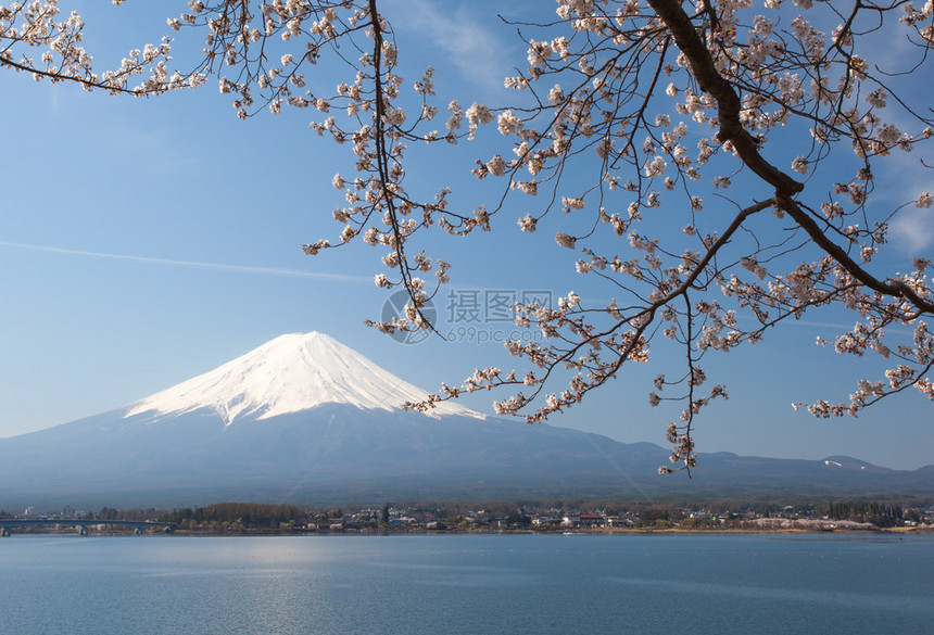 河口湖的樱花和富士山图片