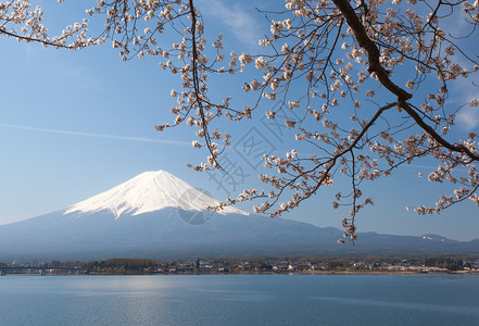 河口湖的樱花和富士山图片