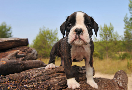 一个可爱的小狗的肖像纯种拳击手图片