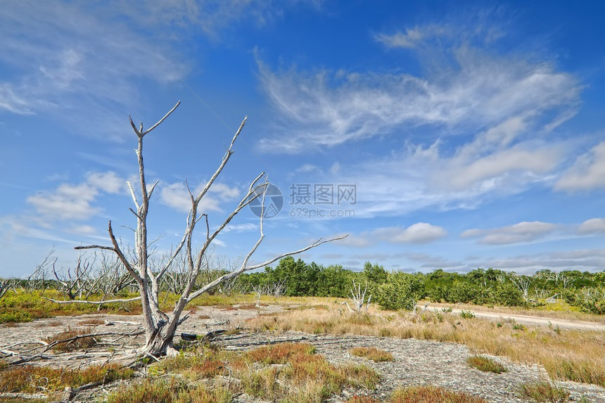 艾佛格拉底山脉美丽的景色海岸草原上布满了纽扣木马图片