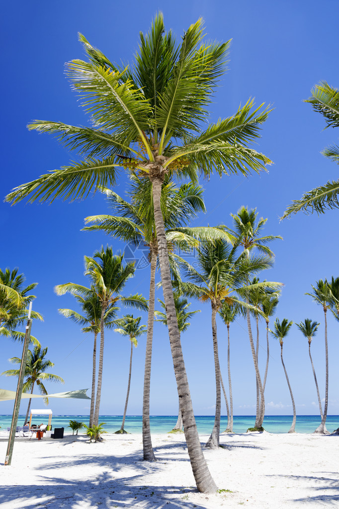 热带岛屿上的海滩清澈的蓝色海水沙滩和棕榈树美丽的度假胜地治图片