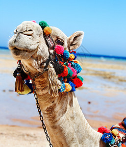埃及海滩的骆驼头图片