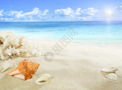 海滩上的贝壳和珊瑚图片