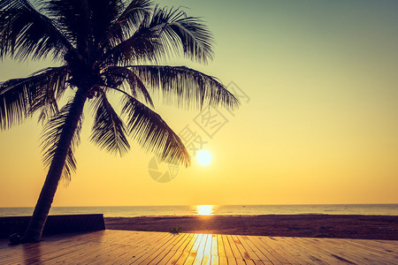 海岸和海边的椰子棕榈树日出图片