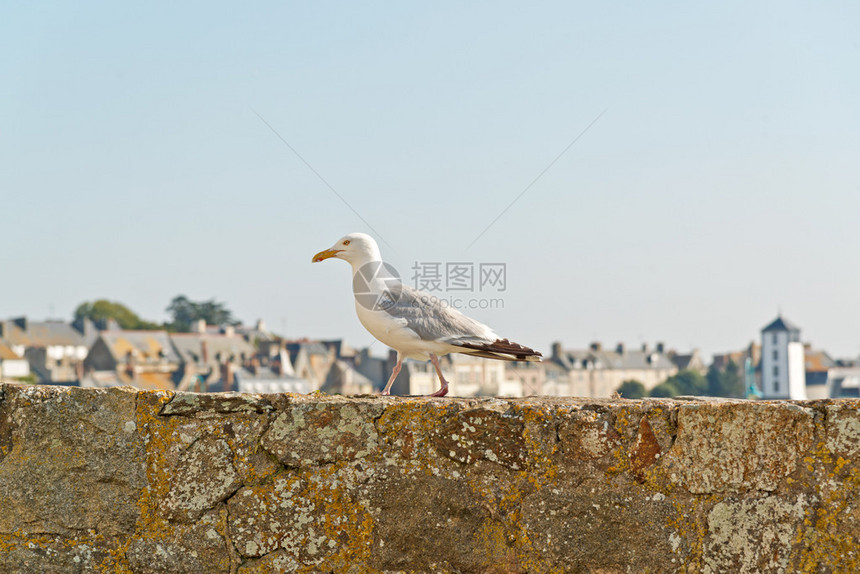 海鸥站在法国圣马洛布里塔图片