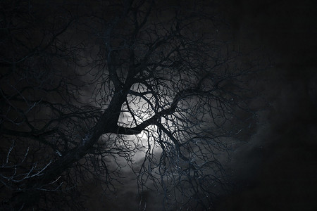 月光下怪异的光秃的树背景图片