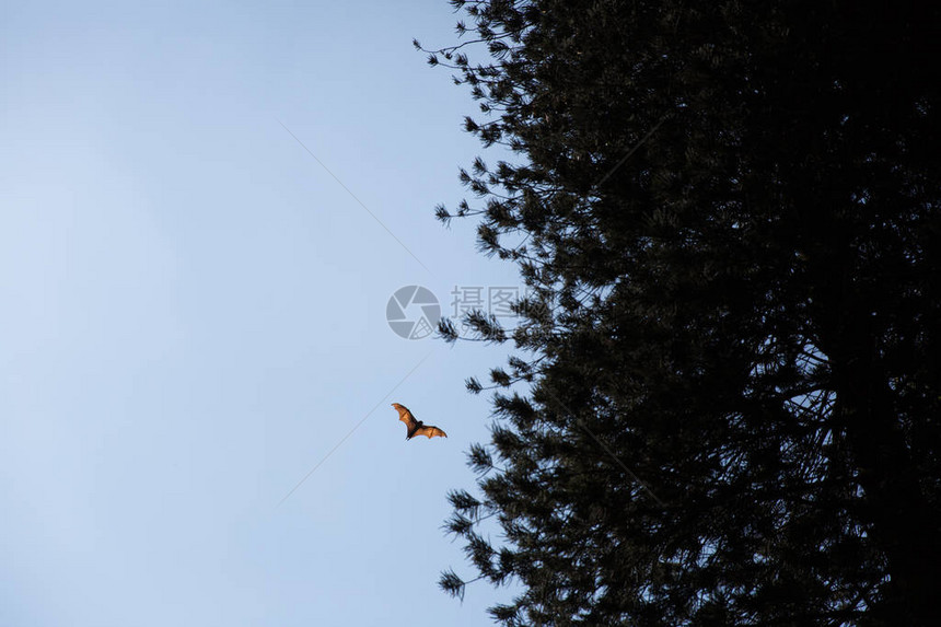 野生飞行狐狸蝙蝠的底部风景图片