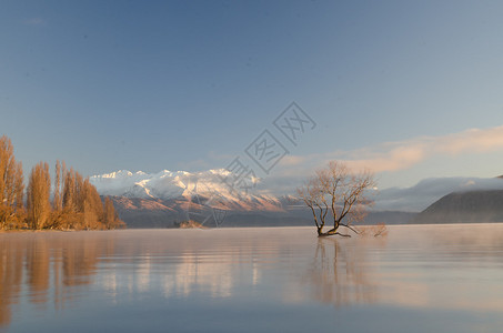 瓦纳卡湖著名的孤树图片