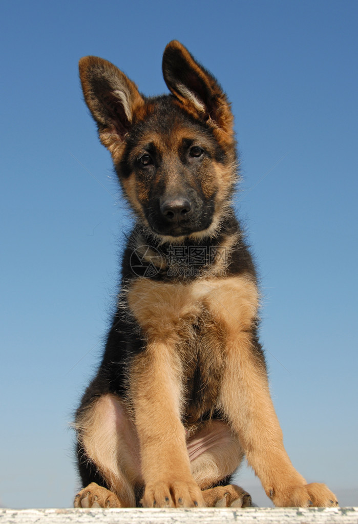 蓝天上小狗德国牧羊犬的肖像图片