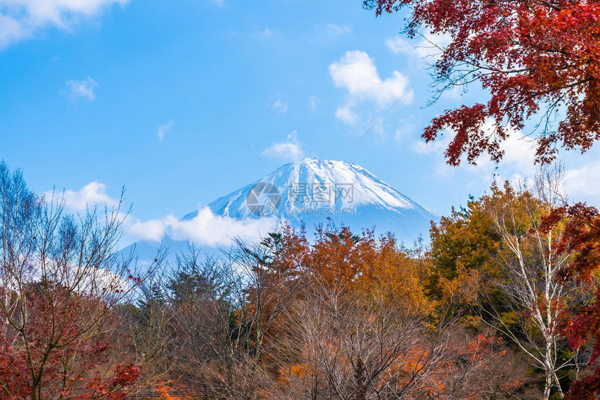 日本秋季天湖周围有青木叶树的美图片