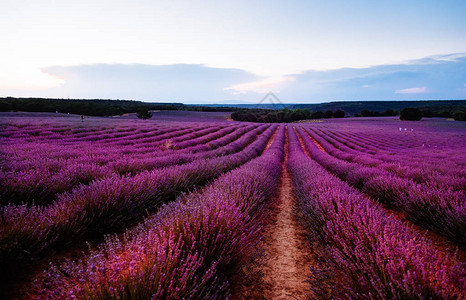 紫色草地的美丽形象背景图片