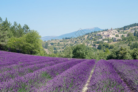 普罗旺斯的紫色田地图片