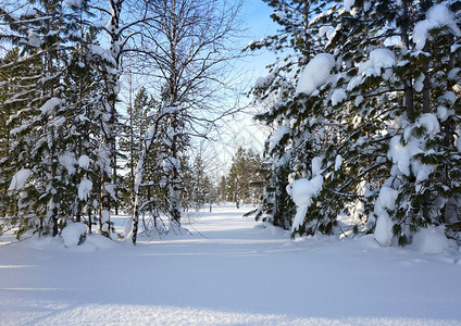 远北的冬季景观森林图片