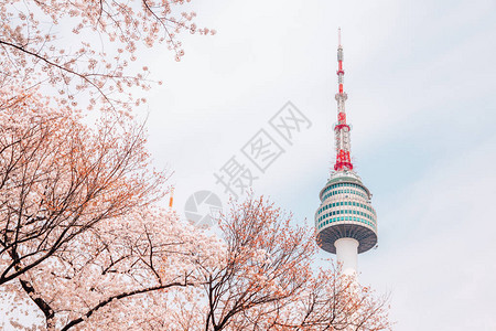 有樱花的南山首尔塔在韩国图片