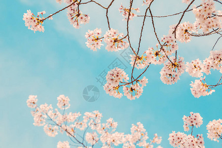 樱花与蓝天图片