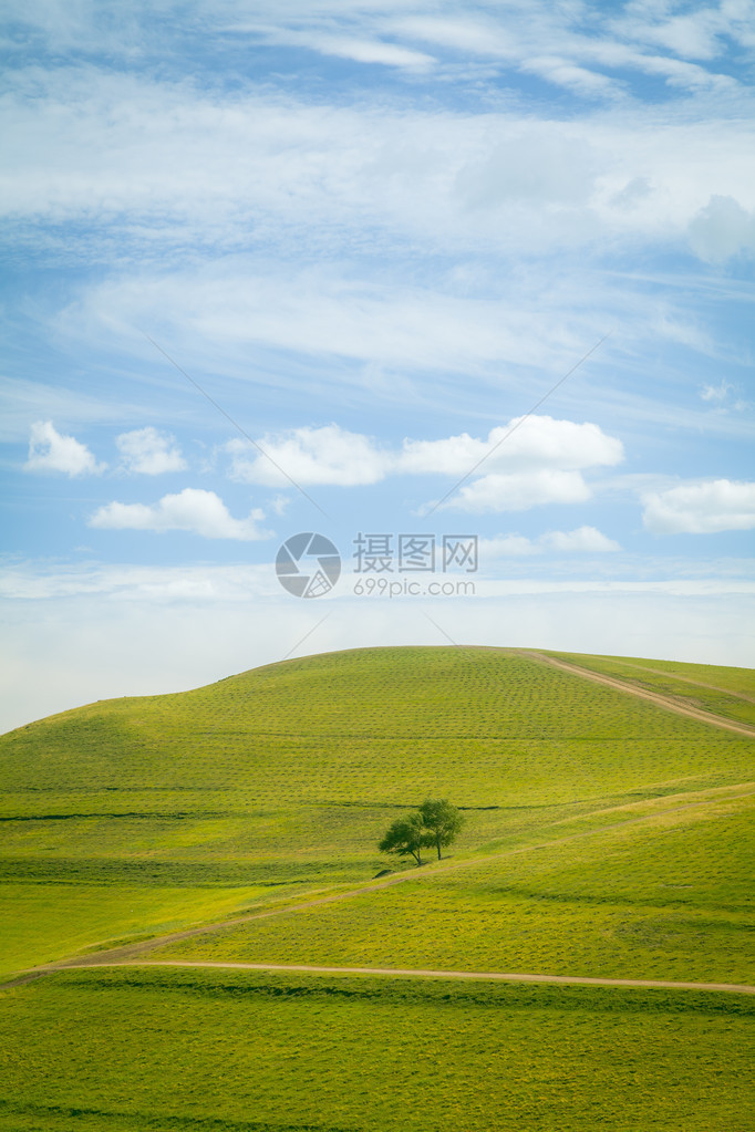 高地景观中的孤树和牧场图片