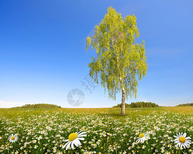 春天草甸上的白桦树图片