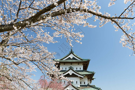 春天的弘前城和樱花树图片