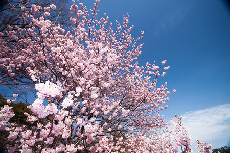 樱花树上的春暖花开图片