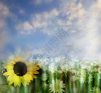 鲜花和天空春天背景图片