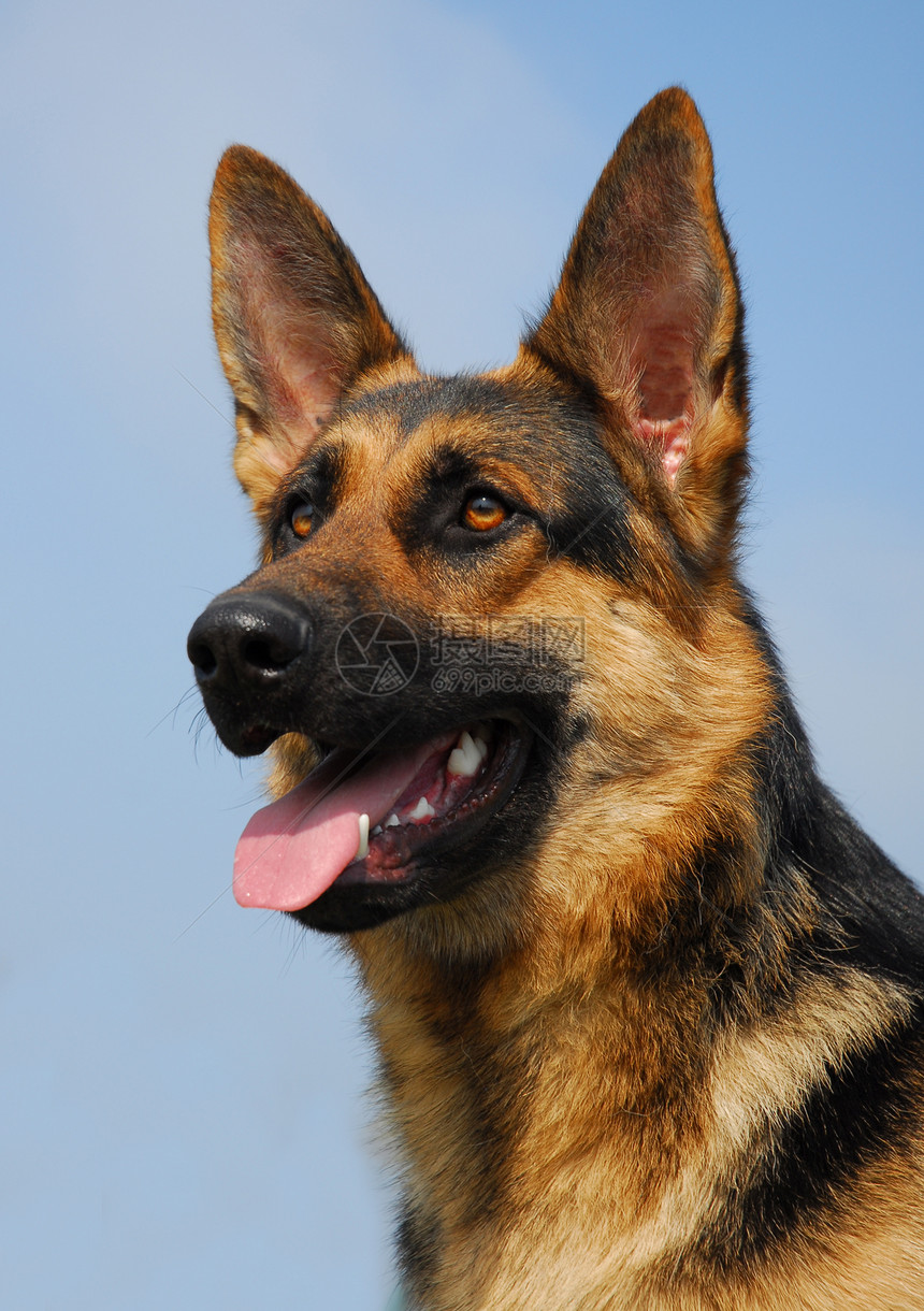 蓝天上纯种德国牧羊犬的肖像图片