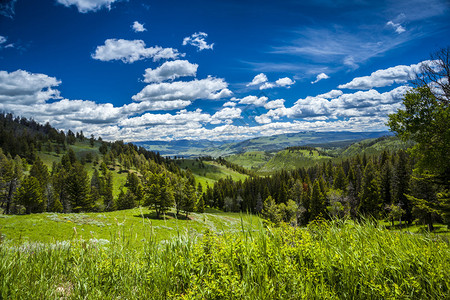 黄石公园公园森林景观美国怀俄图片
