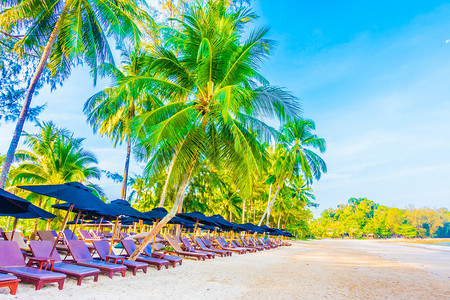 美丽的热带海滩和海滨风景椰子棕榈树图片