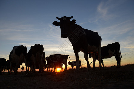 阿根廷奶牛剪影图片图片