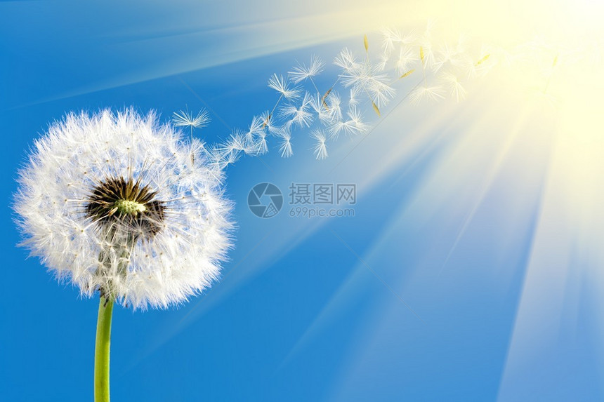 飞翔在蓝天和温暖的春天阳光下的蒲公英种子图片